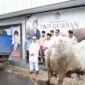 Sapi kurban dari presiden Prabowo saat disalurkan ke Partai Gerindra. Foto:Istimewa