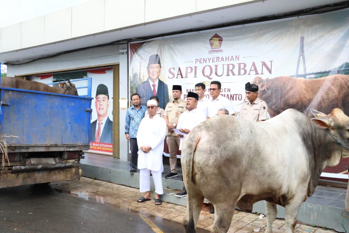 Sapi kurban dari presiden Prabowo saat disalurkan ke Partai Gerindra. Foto:Istimewa