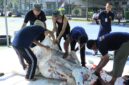 Para warga binaan Lapas Batam menyembelih hewan kurban pada Rabu (27/5/2026). Foto:Istimewa