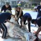 Para warga binaan Lapas Batam menyembelih hewan kurban pada Rabu (27/5/2026). Foto:Istimewa