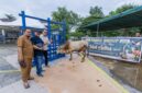 Panbil Group Salurkan 24 Hewan Kurban hingga Pulau Ngenang dan Tanjung Sauh di Batam. Foto:Istimewa