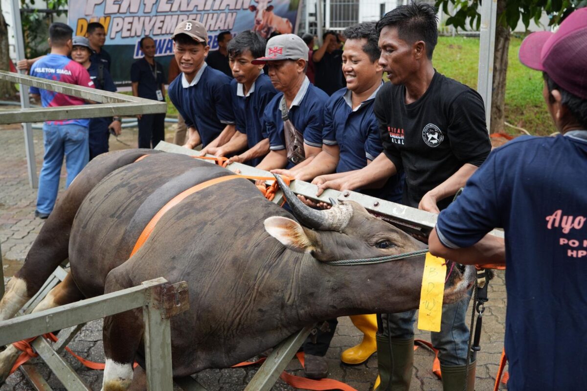 BP Batam sembilih hewan kurban pada JUmat (29/5/2026). Foto: Humas