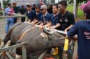 BP Batam sembelih hewan kurban pada JUmat (29/5/2026). Foto: Humas