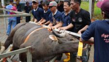 BP Batam sembelih hewan kurban pada JUmat (29/5/2026). Foto: Humas