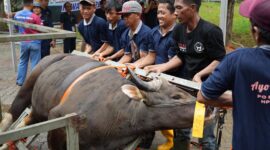 BP Batam sembelih hewan kurban pada JUmat (29/5/2026). Foto: Humas