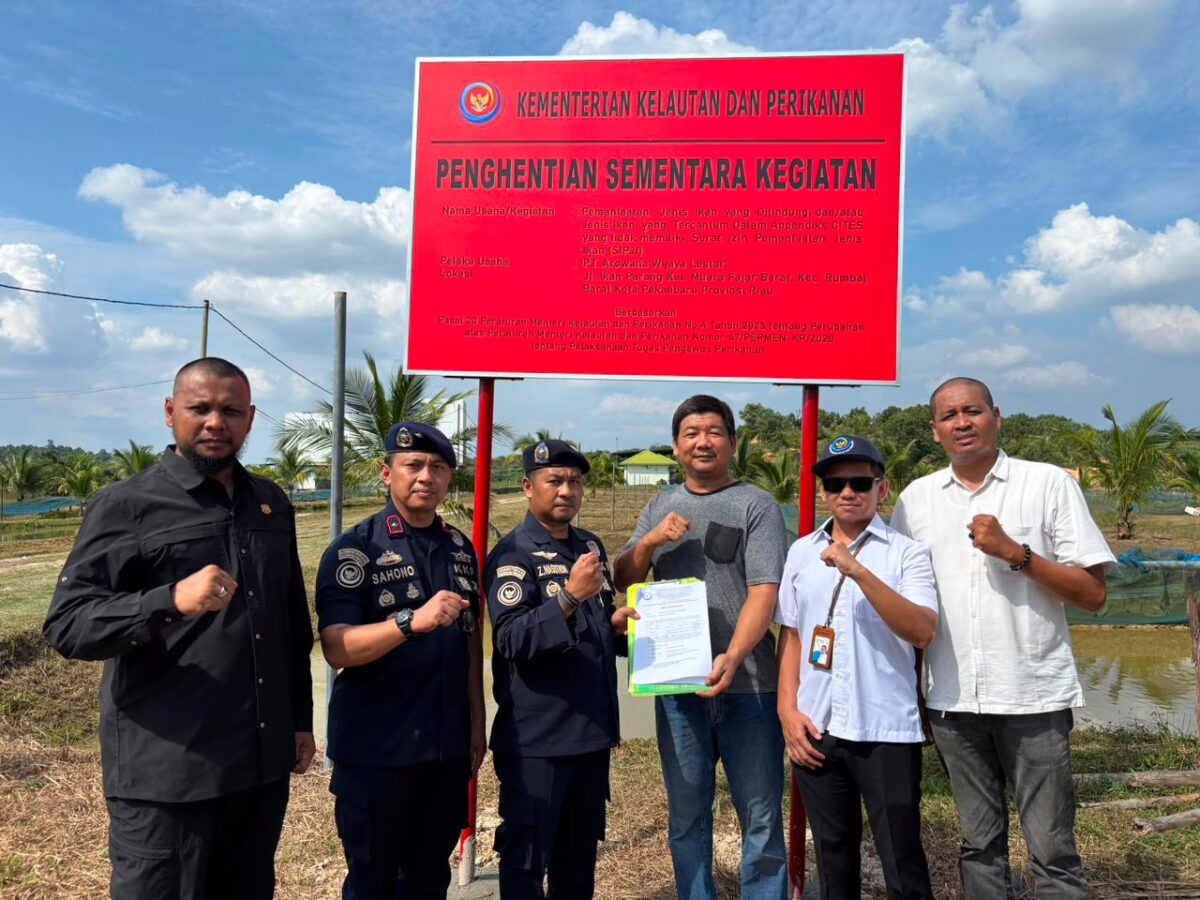 Penyegelan dilakukan pada Rabu (8/7/2026). Dalam pemeriksaan, petugas mendapati ikan Arwana Super Red dan Golden yang termasuk satwa dilindungi serta tercantum dalam daftar Convention on International Trade in Endangered Species of Wild Fauna and Flora (CITES). Foto:Dok. KKP