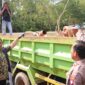 Polisi melihatkan mobil truk yang diduga angkut pasir ilegal di Nongsa dan saat ini disita untuk jadi barang bukti di Polda Kepri, Jumat (14/8/2026). Foto:Humas Polda Kepri